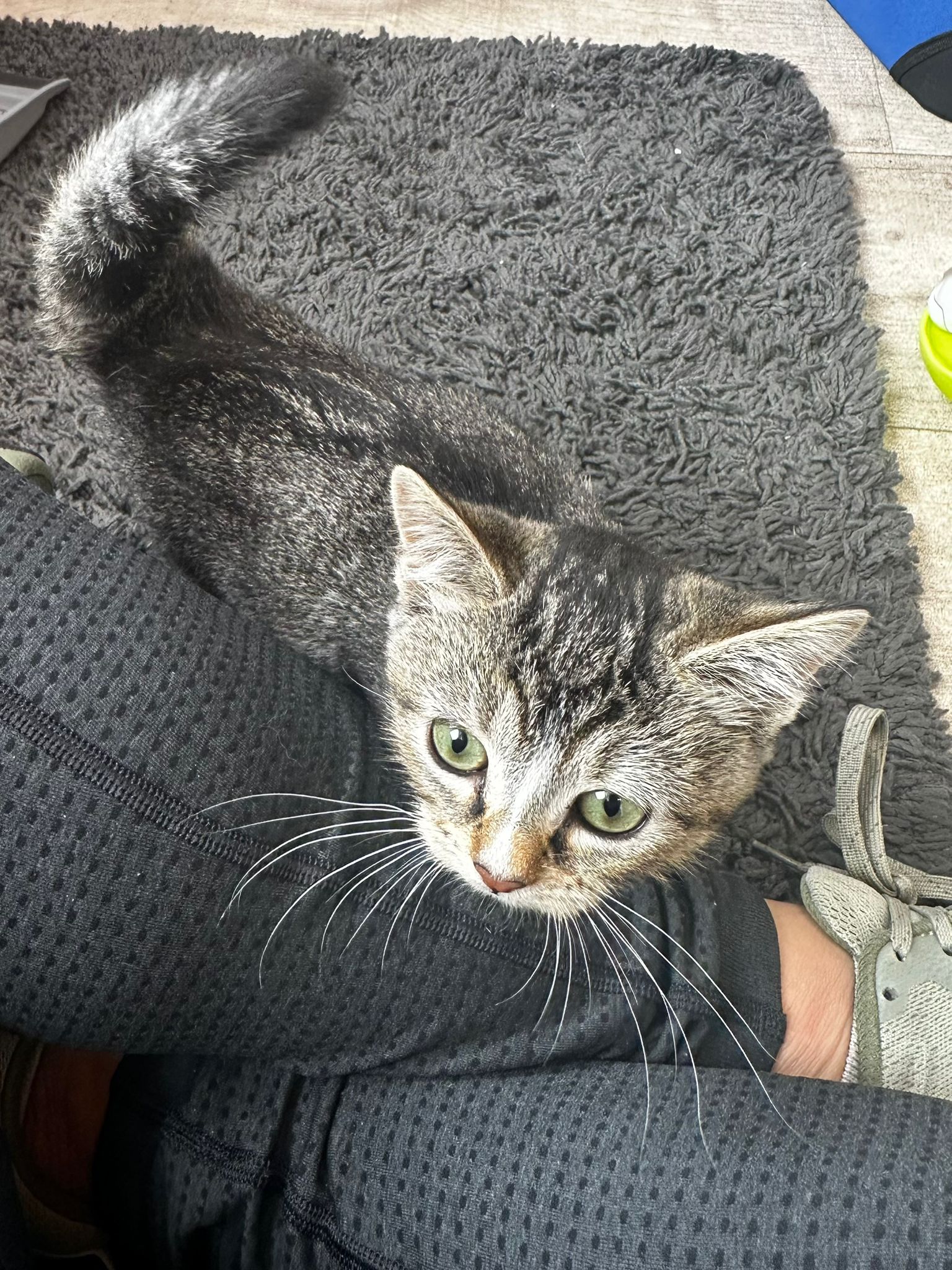 Tabby kitten playing