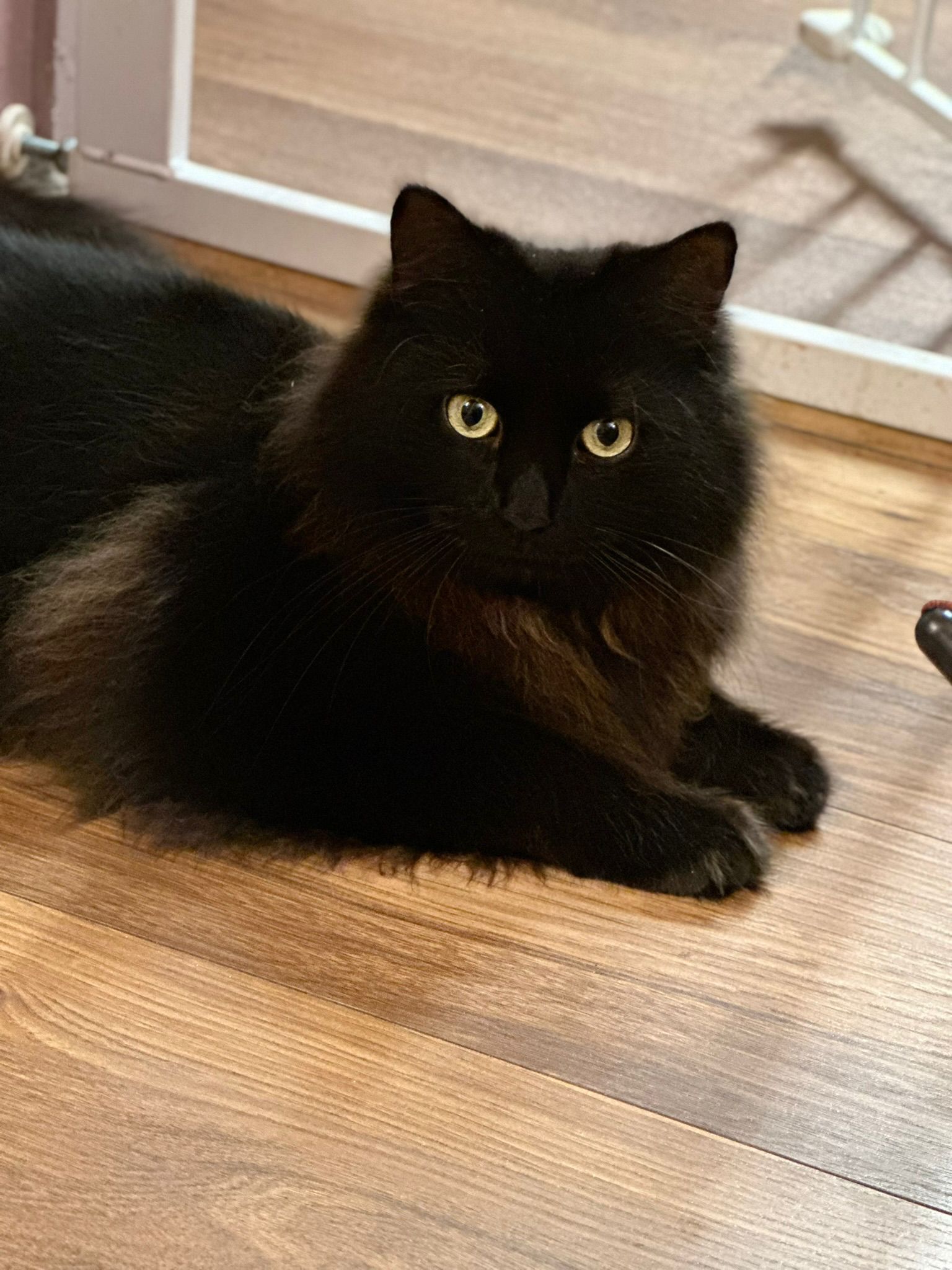 Black cat laying down