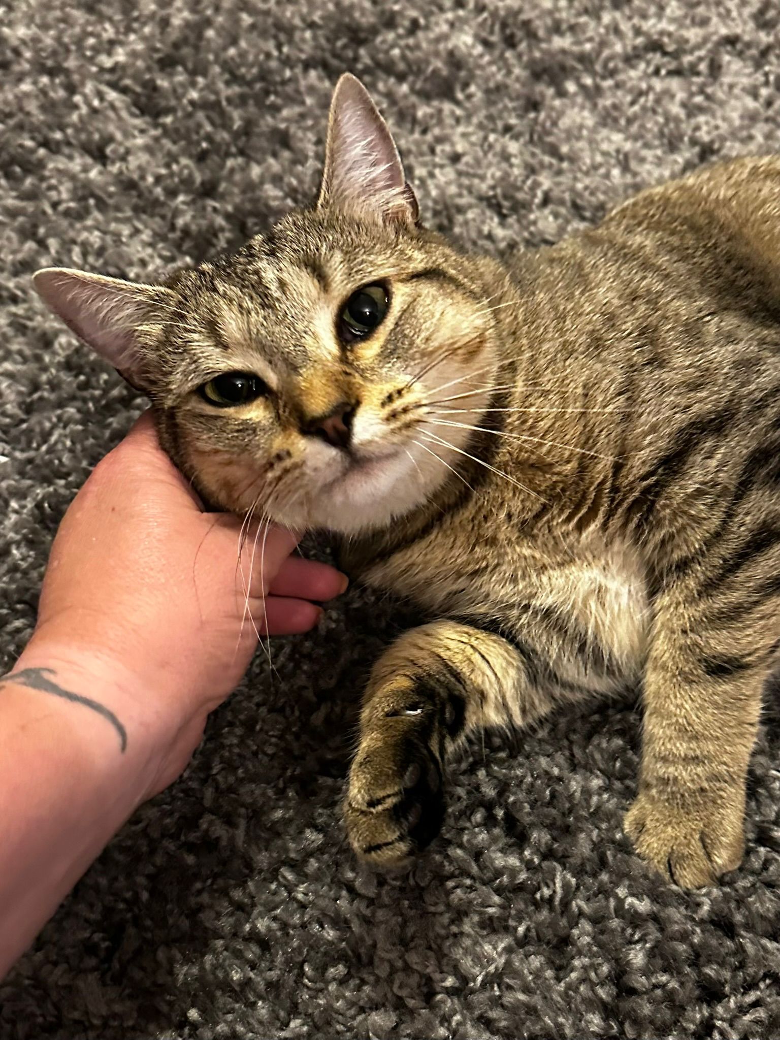 Tabby cat being petted