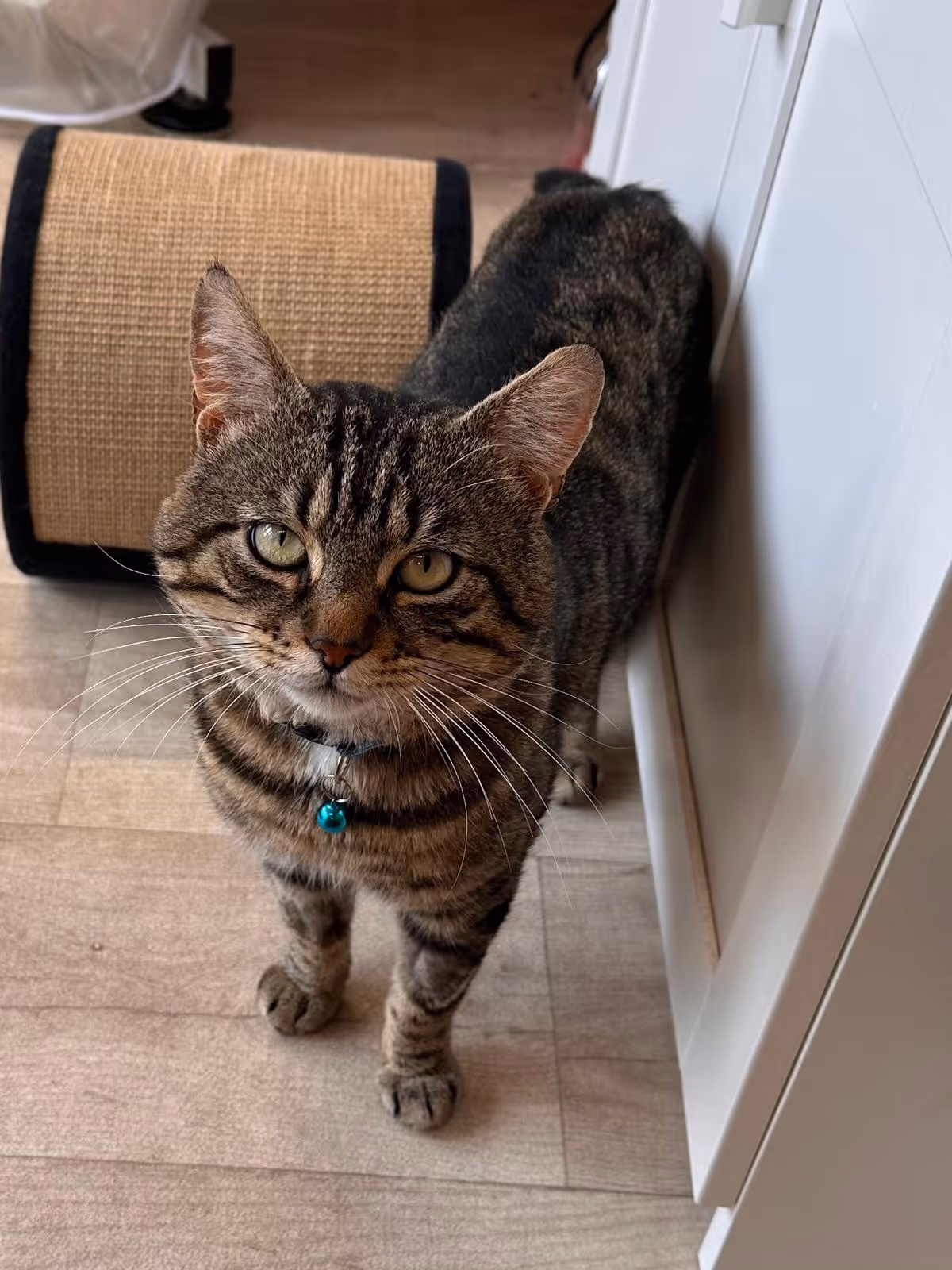 Tabby coloured cat standing
