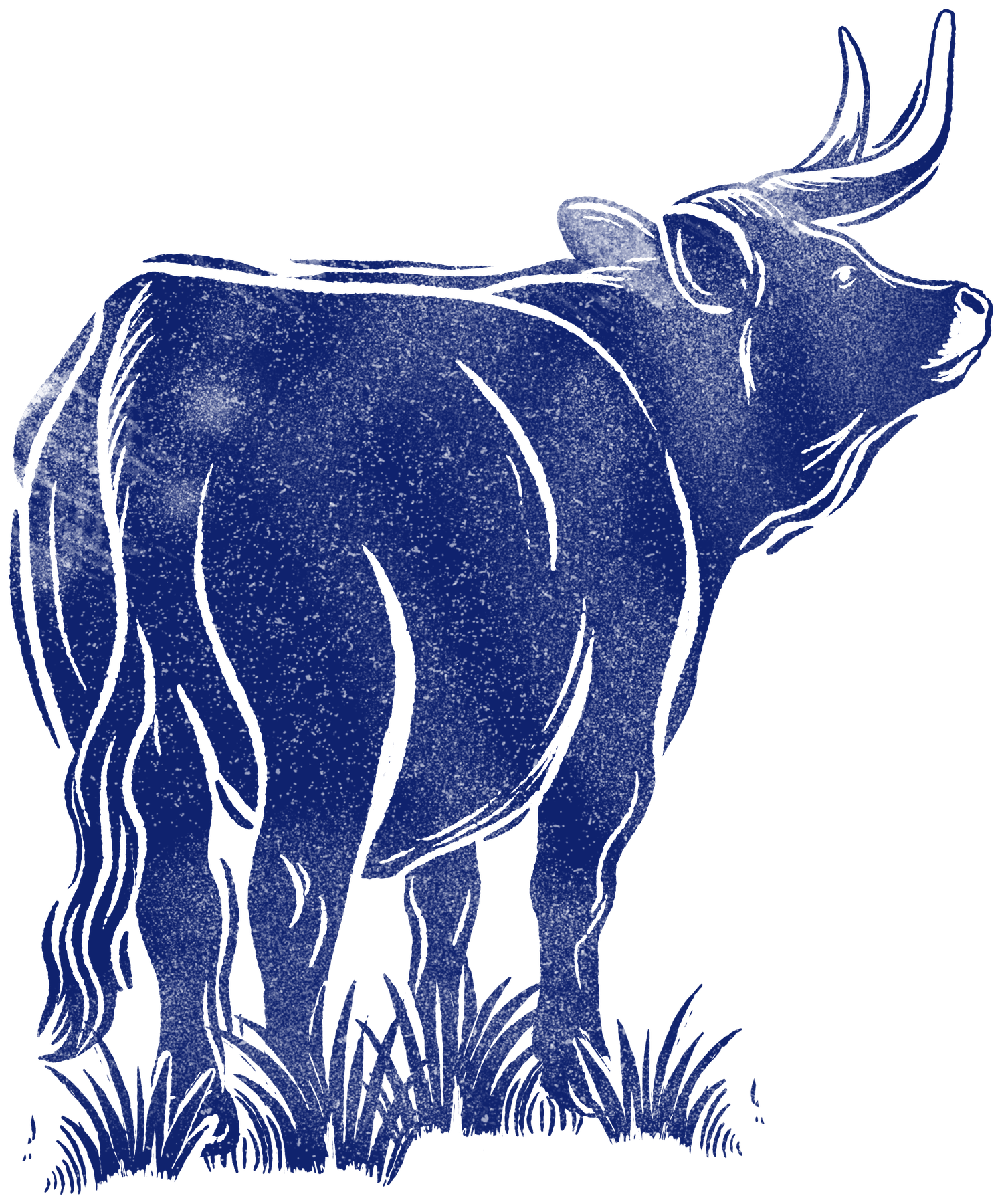 Illustration of a Portuguese cattle breed for the Bar Douro Soho page