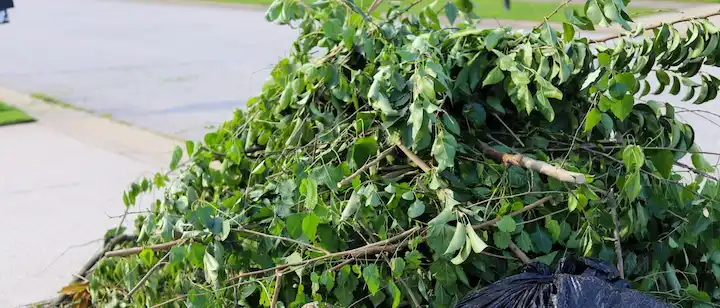 an image of a pile of tree branches