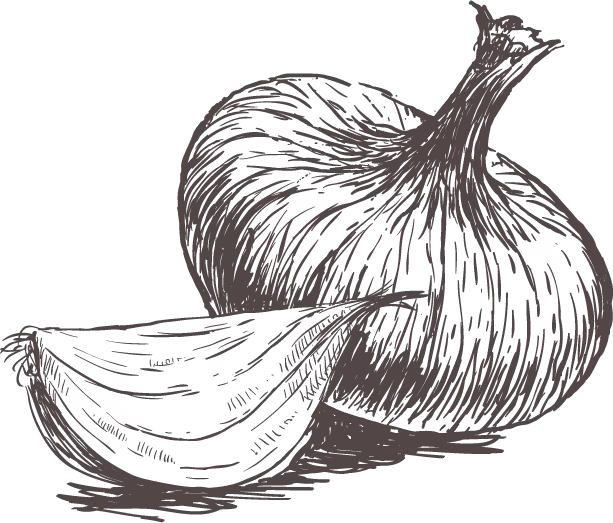Garlic illustration