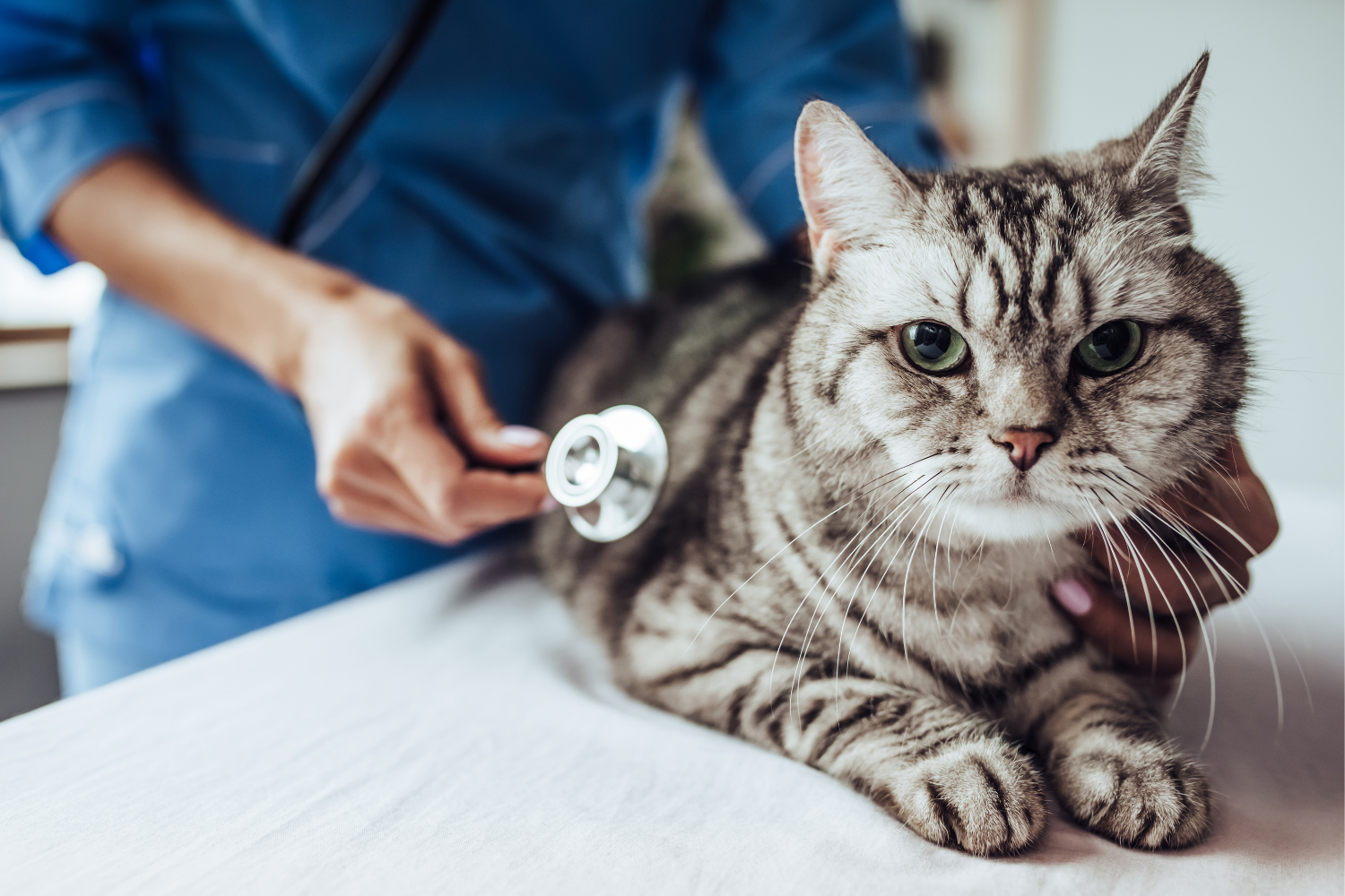 Vet taking care of a cat.