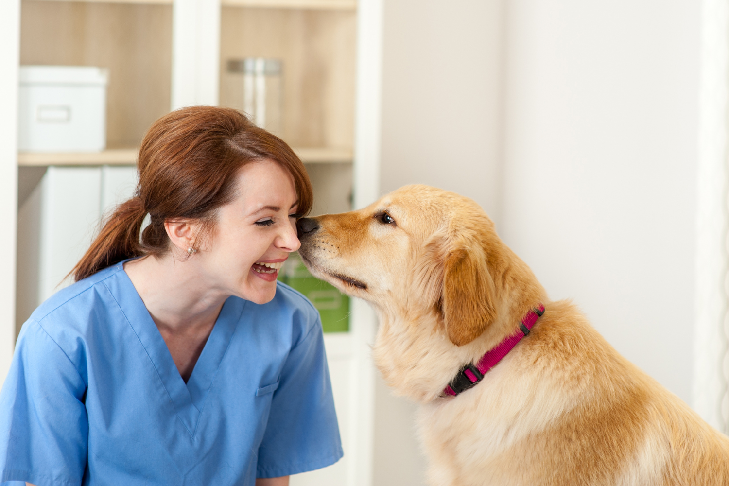 Dog licking a vets face. 