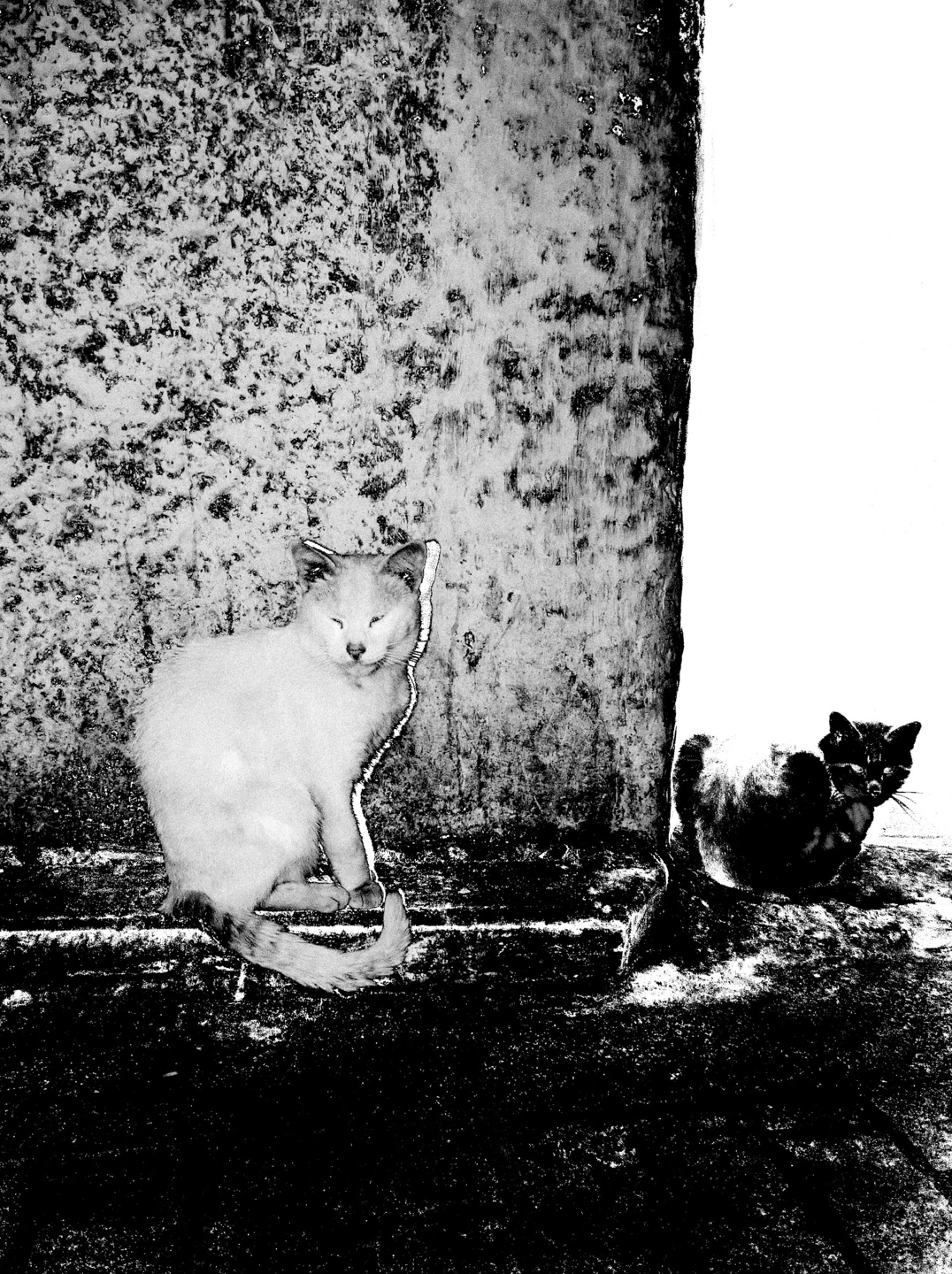 photo of morocco's shot 4