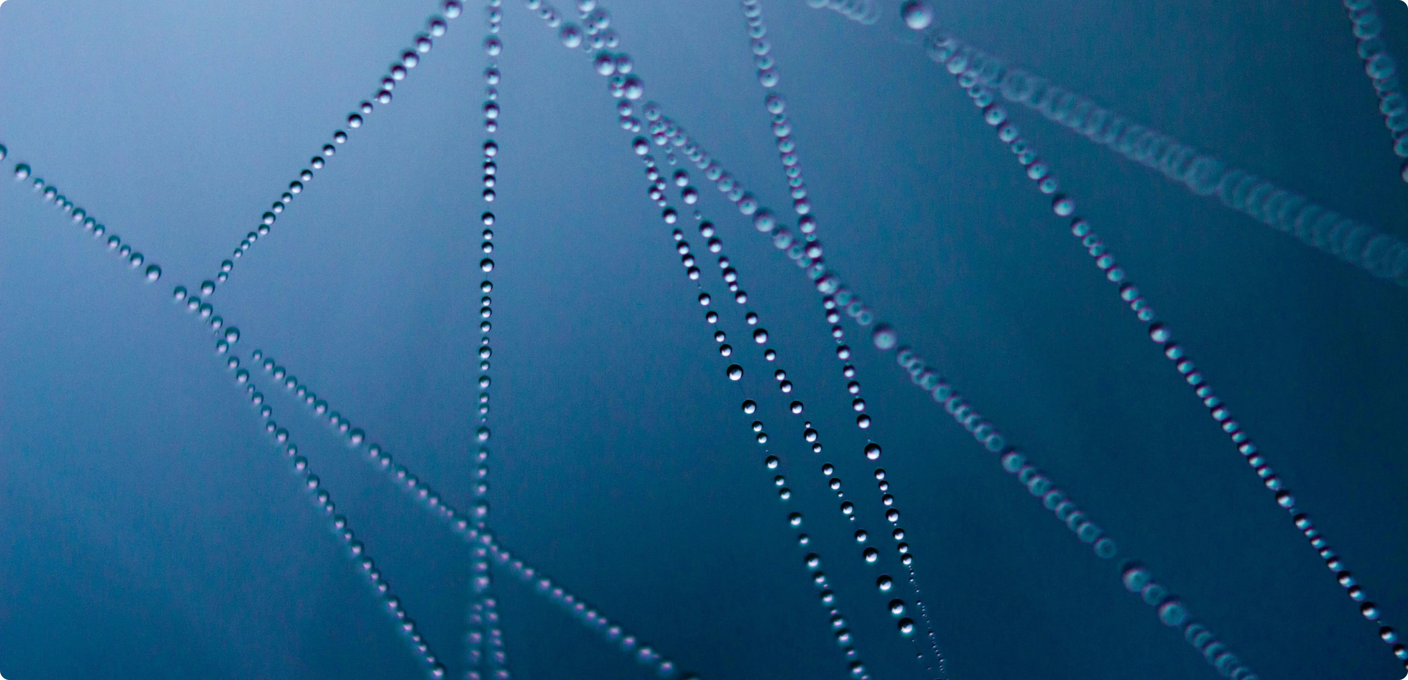 Project Details Bottom Image 