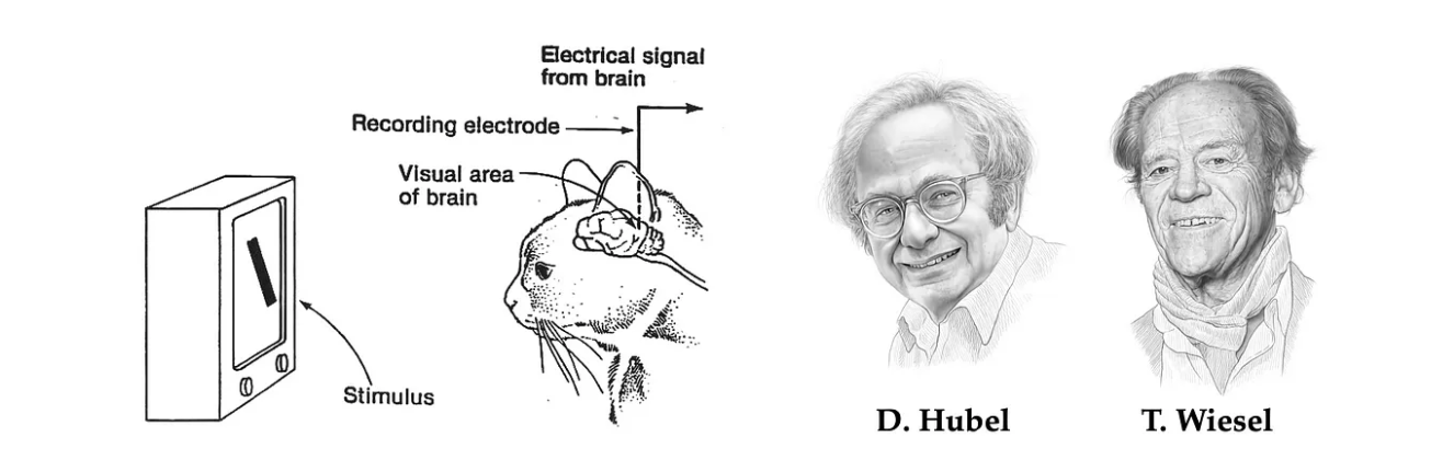 Hero image for the essay on how the brain detects edges