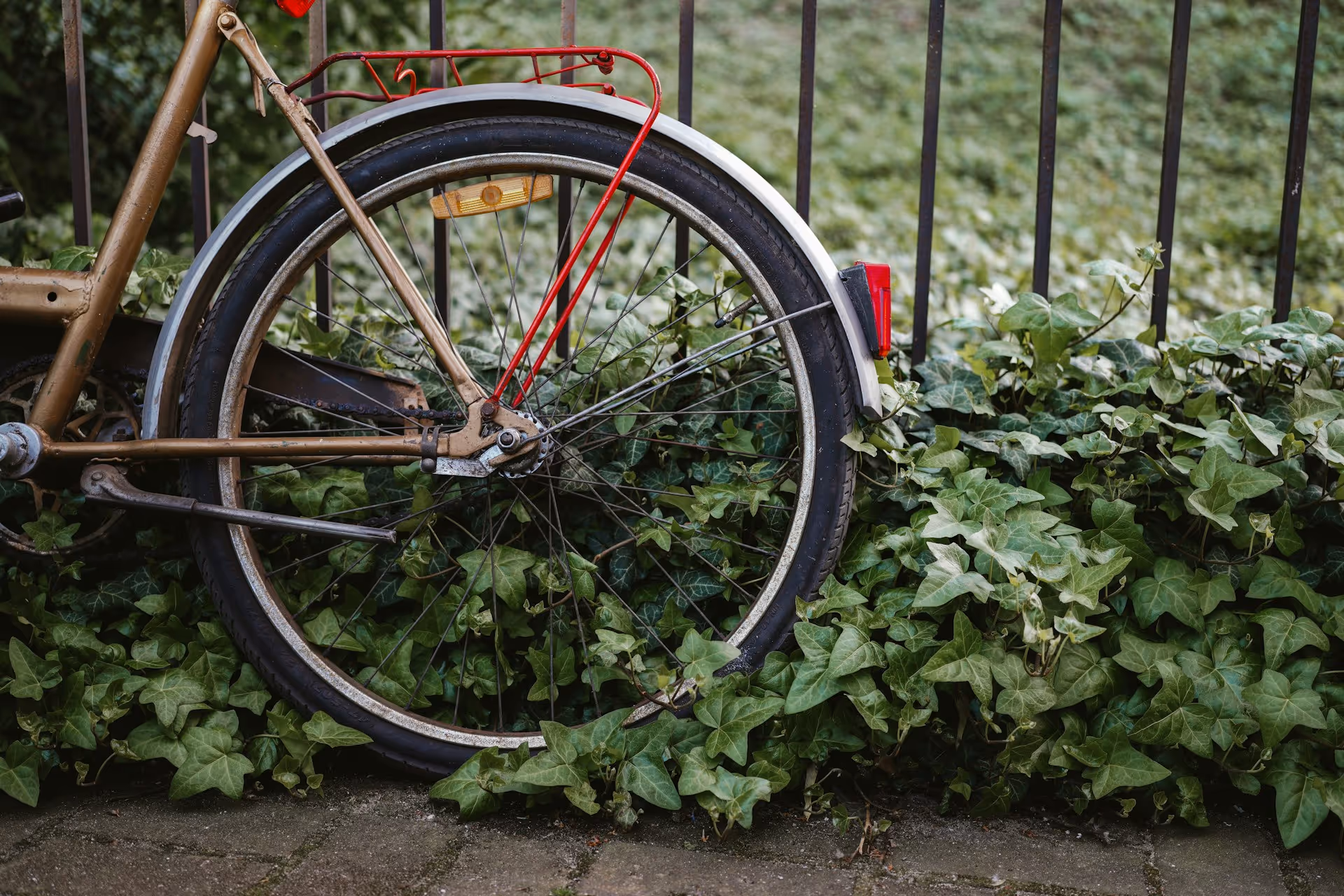 A photo with bikes rear wheel with nature on background