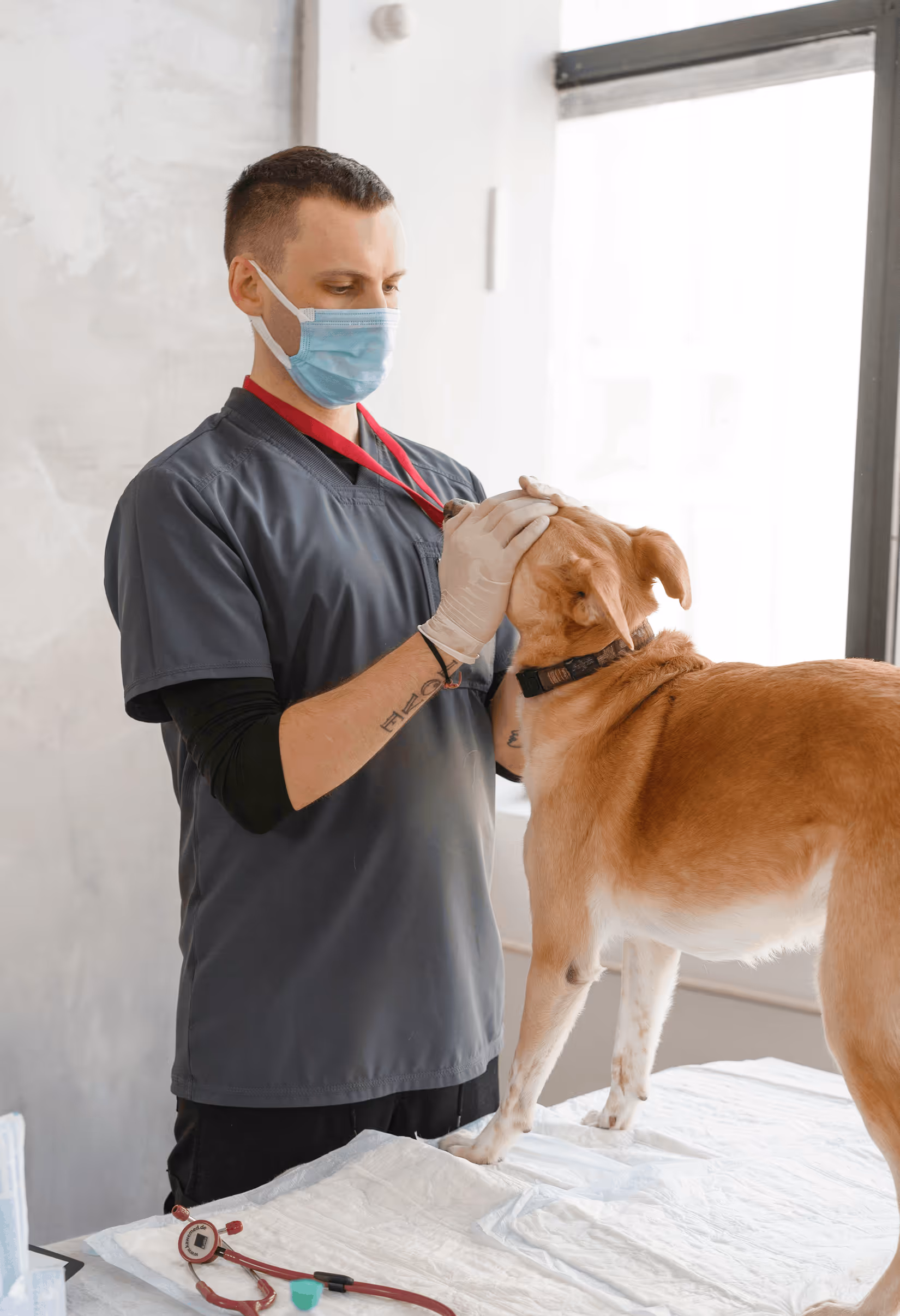 Veterinarian wearing mask and gloves examining a large brown dog on an examination table near a window.