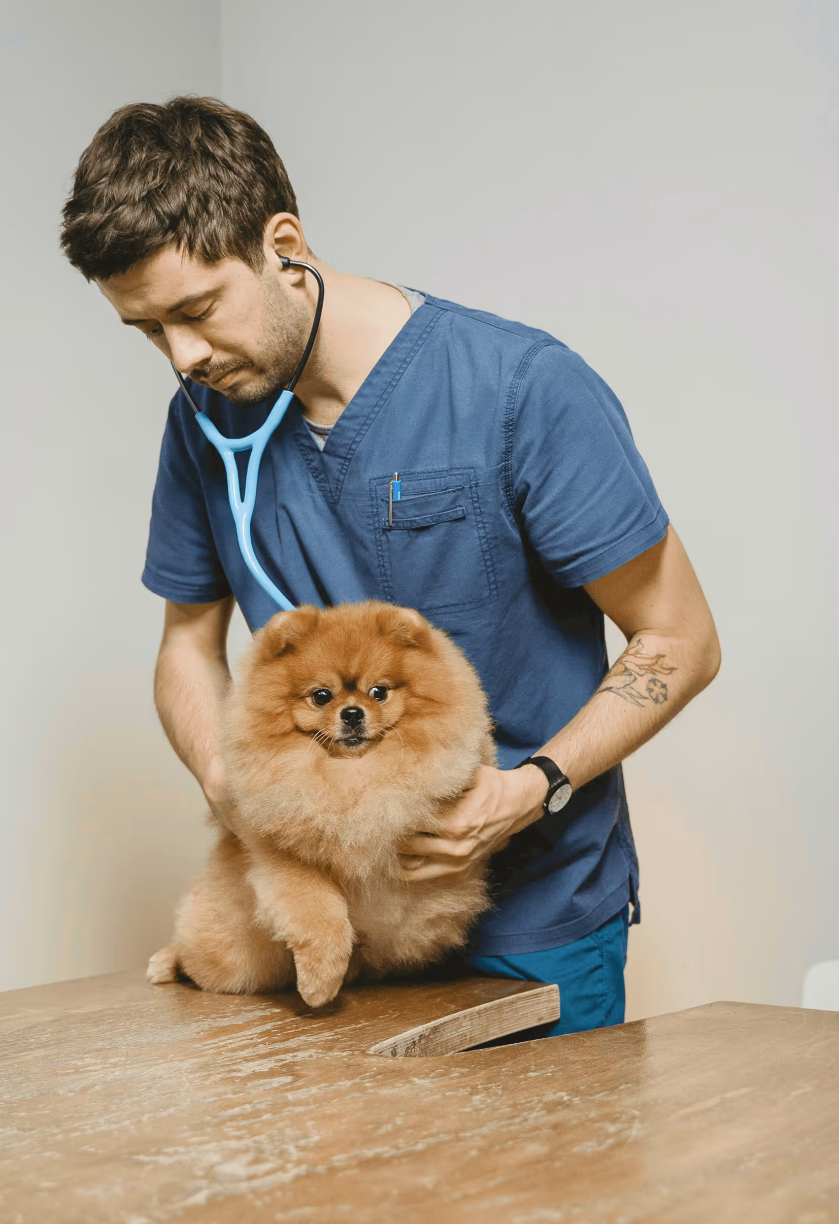 Veterinarian in blue scrubs using a stethoscope to examine a fluffy brown Pomeranian dog on a wooden table.