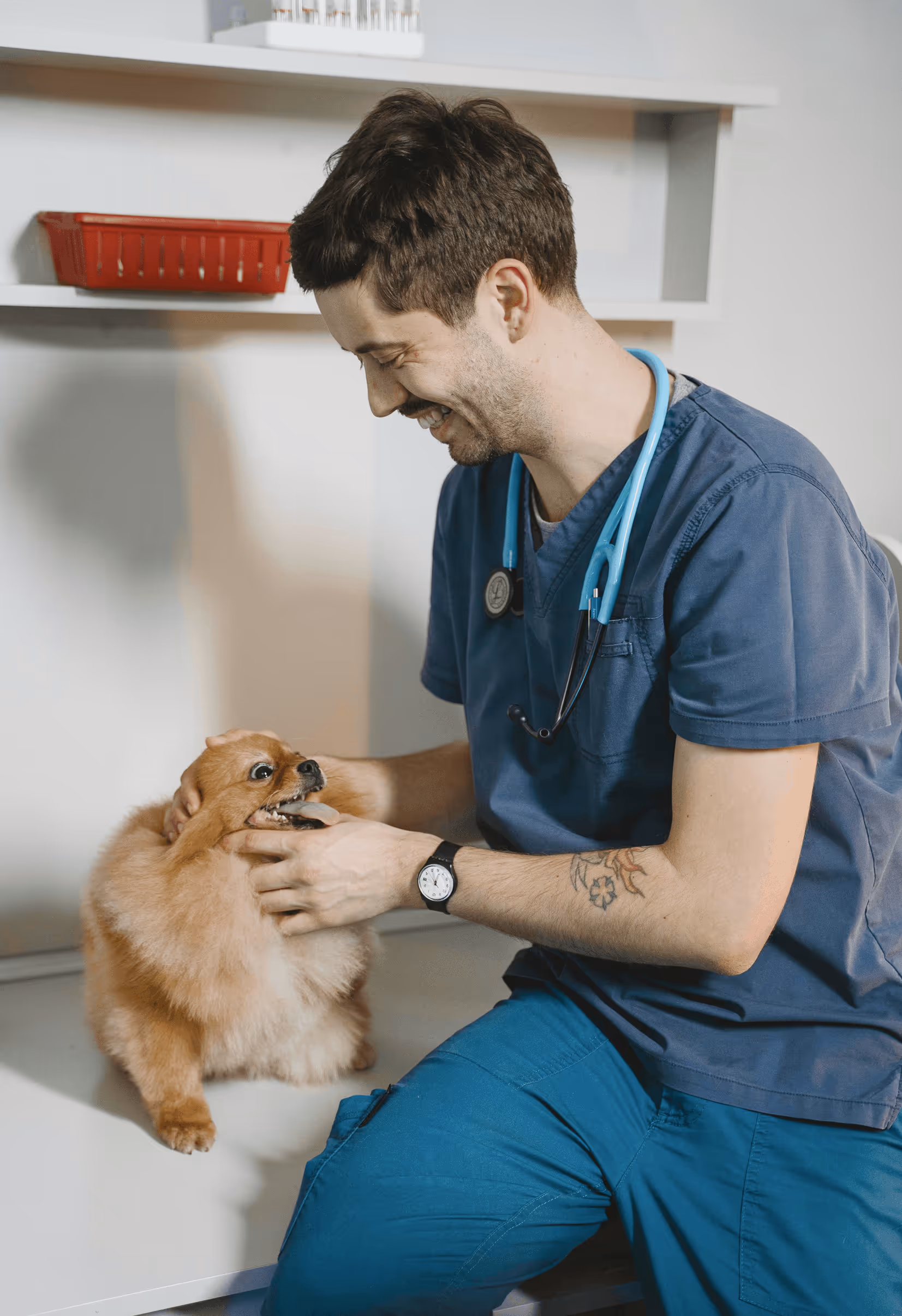 Veterinarian in blue scrubs examining the mouth of a small fluffy brown dog in a clinic.