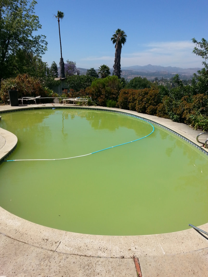 image of a landscaped pool area