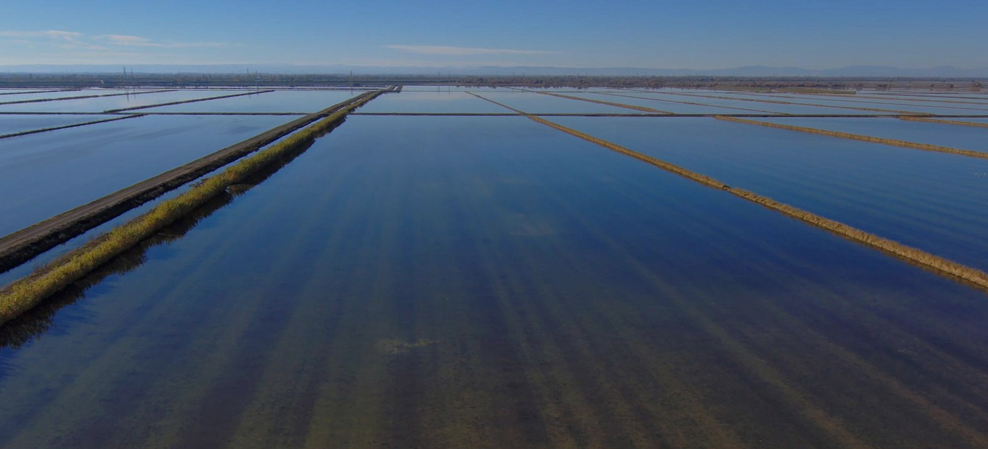 Aerial view of expansive flooded rice fields separated by narrow dirt paths under a clear blue sky.
