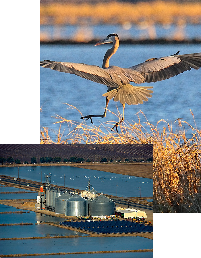 Great blue heron with wings spread, standing in water with golden grasses, and an aerial view of a farm with silver silos and solar panels surrounded by flooded fields.