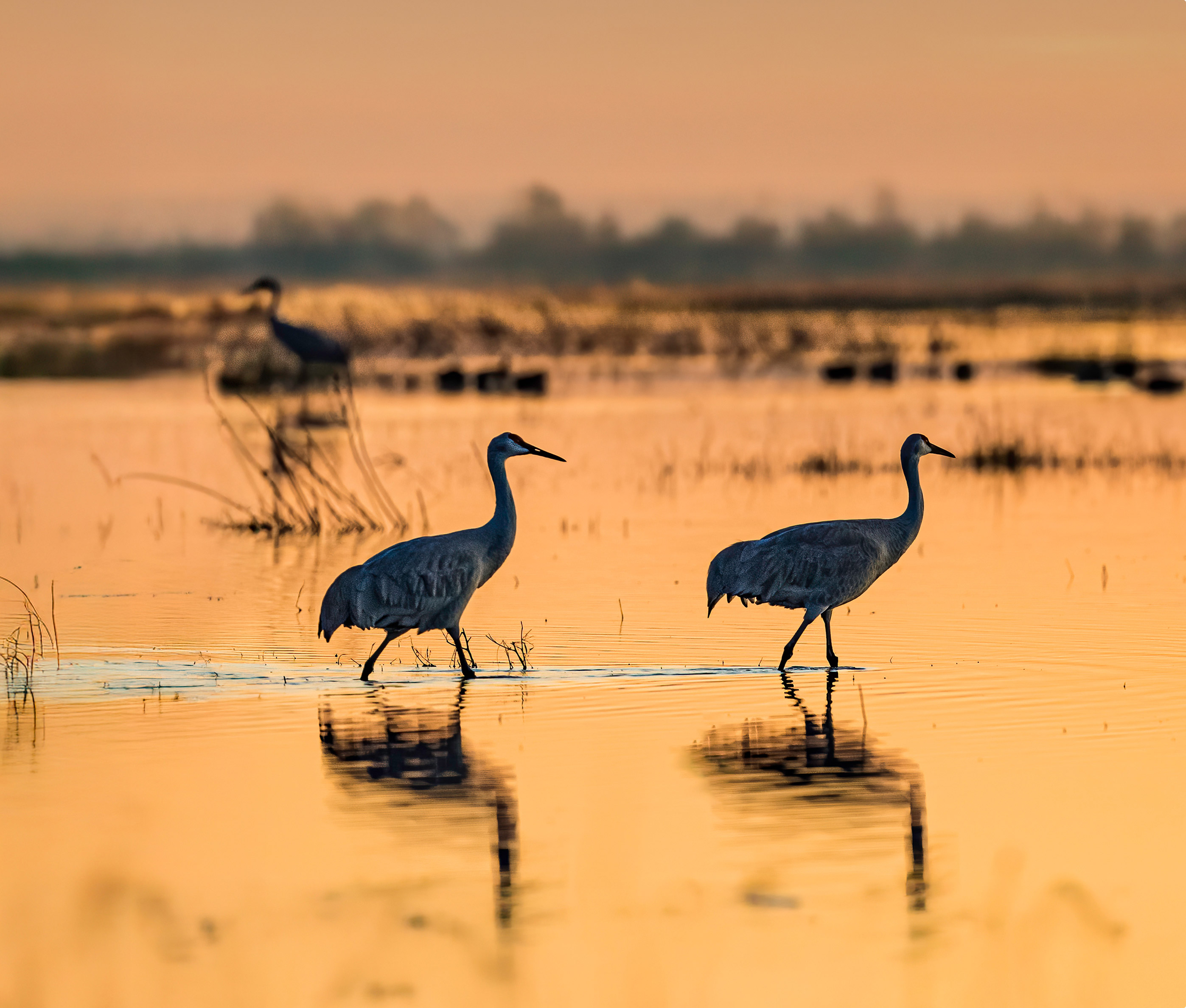 Two herons wading in shallow water at sunset with their reflections visible.