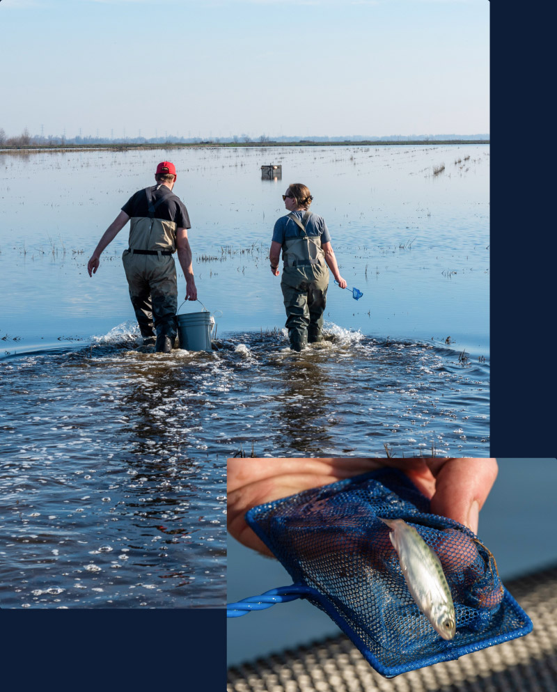 Two people in waders walking through shallow water carrying a bucket and small net, inset shows a small fish in a blue net held by a hand.
