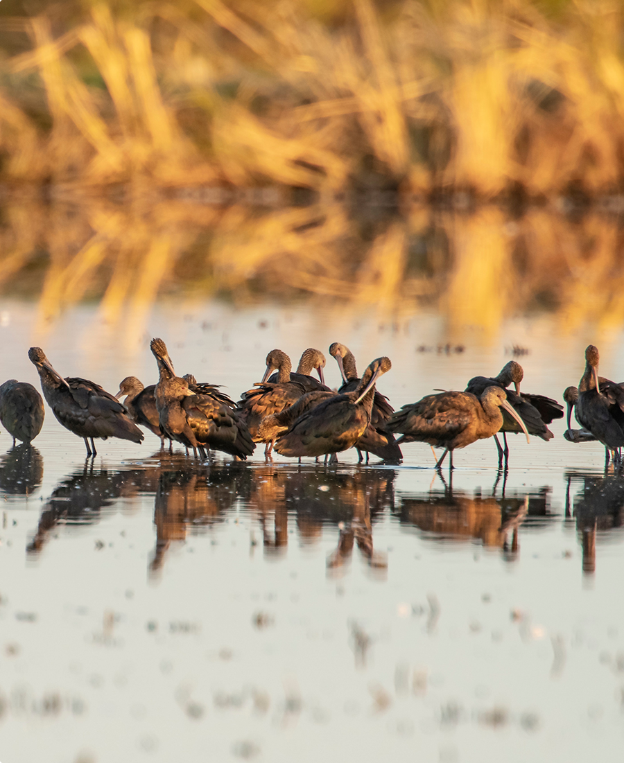 Group of brown shorebirds standing and preening in shallow water with their reflections visible.
