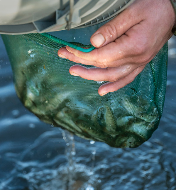 Close-up of a hand holding a green mesh net with small fish inside above water surface.