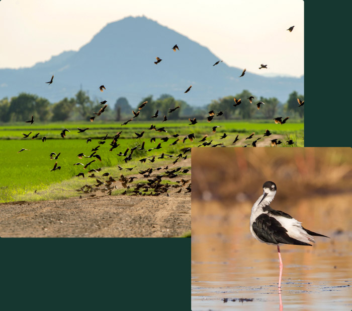 Large flock of small birds flying over a dirt path with green fields and a distant mountain, alongside an inset close-up of a black and white wading bird standing on one leg in shallow water.