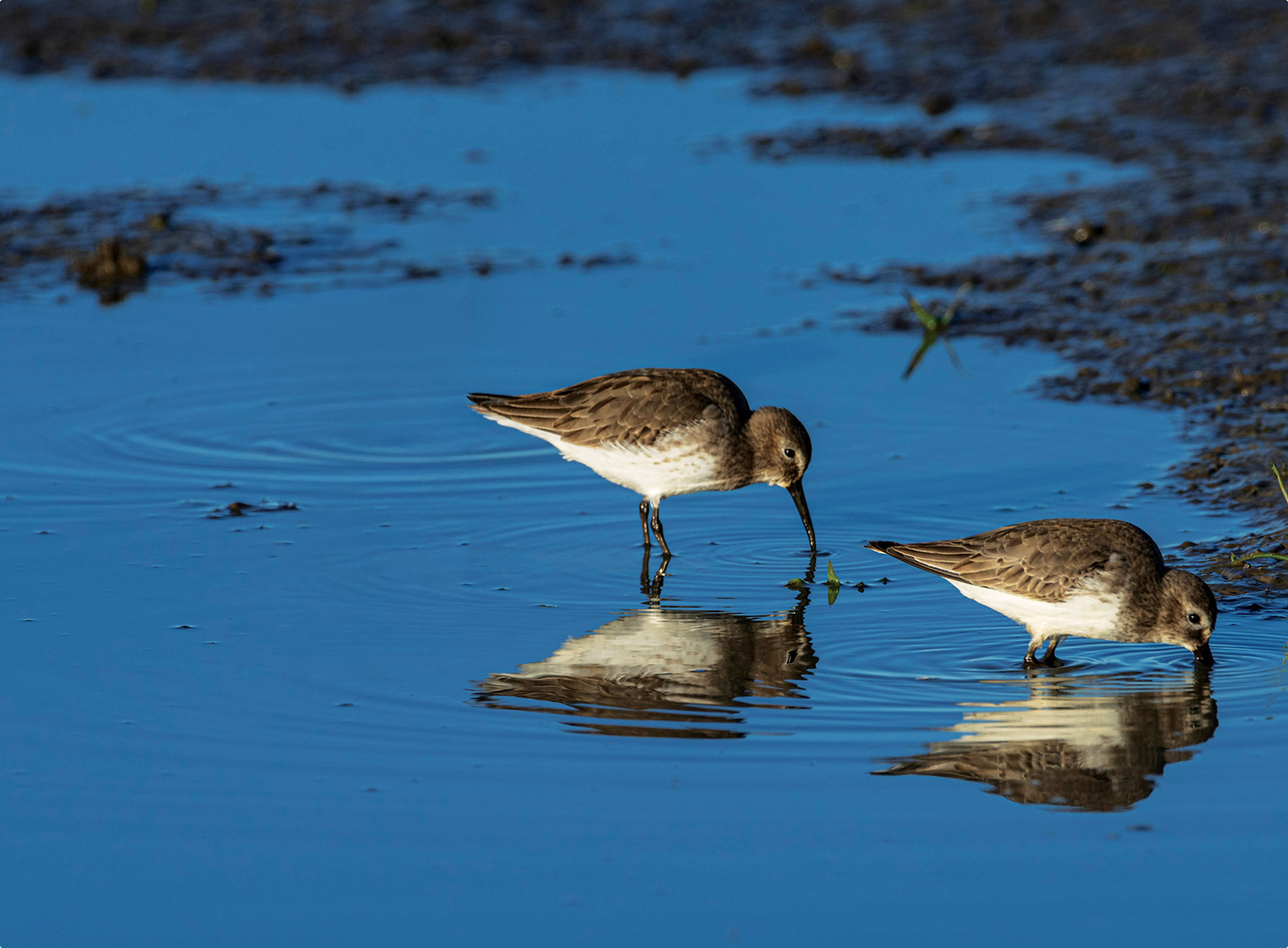 Two small shorebirds with brown and white feathers foraging in shallow blue water with reflections.