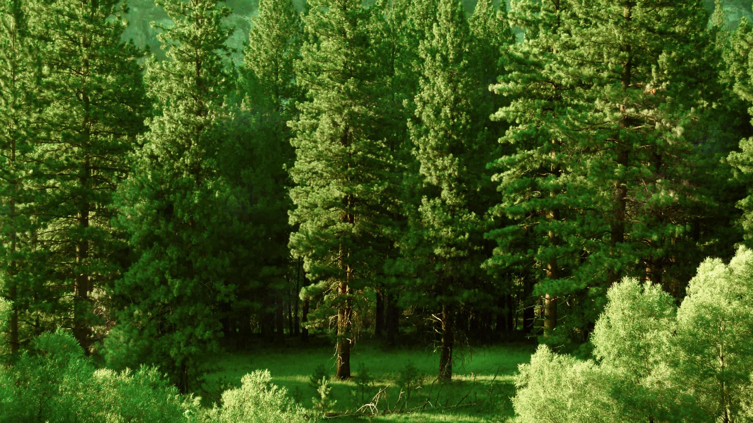 Lacandon Jungle reforest has been completed!