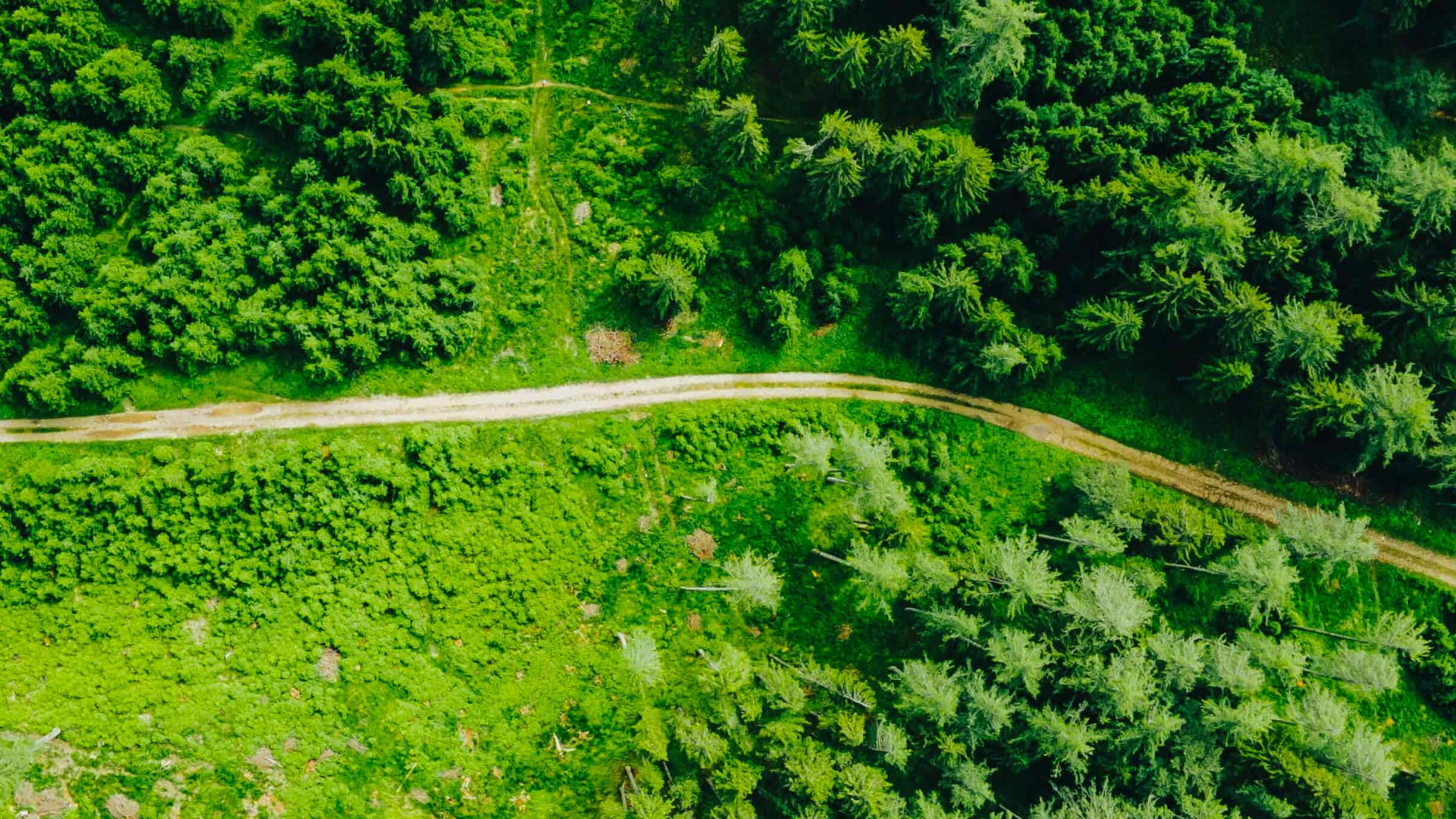 Why are forest so important for Earth?