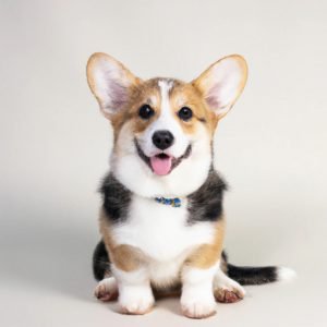 AI generated corgi puppy
