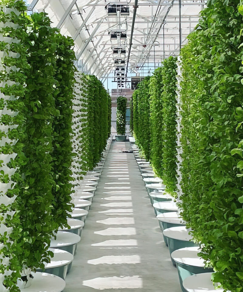 Rows of fresh vegetables in the Agrotonomy Tower Farm.