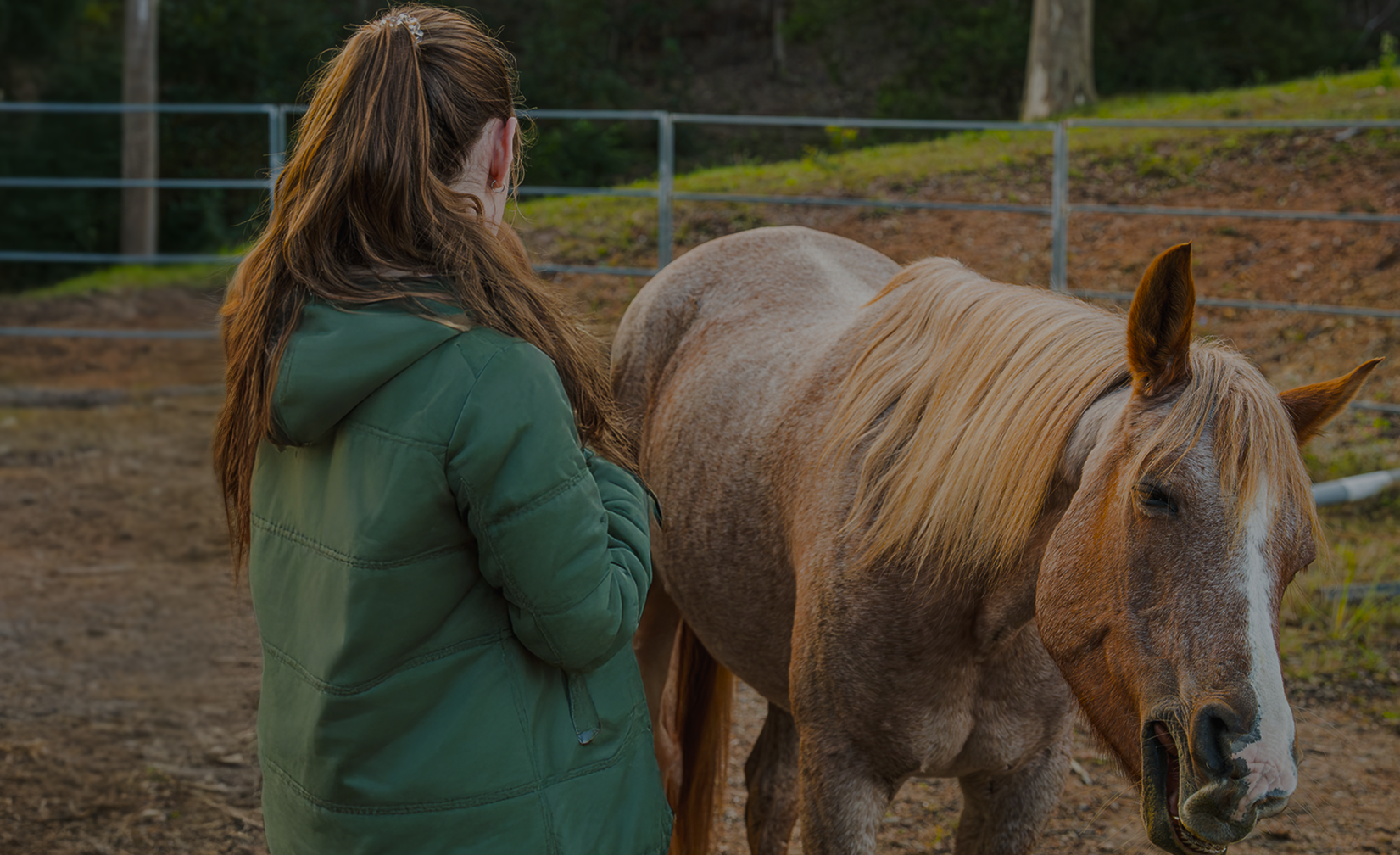 equine-services photo