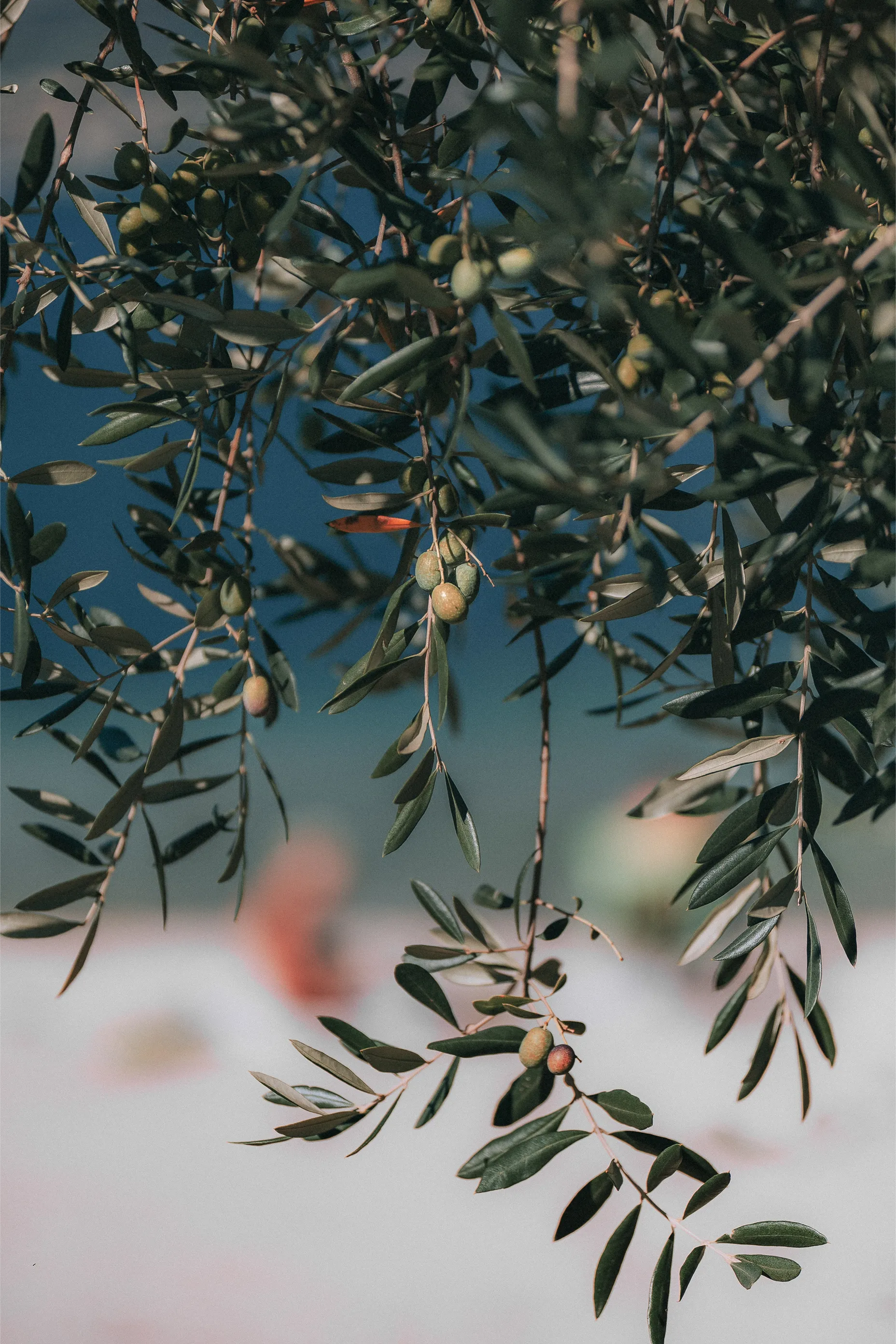 Oliveraie en Provence - excursion dans les environs de La Ciotat