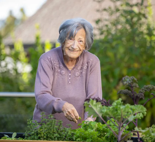 Ältere Frau pflückt im Hochbeet Kräuter