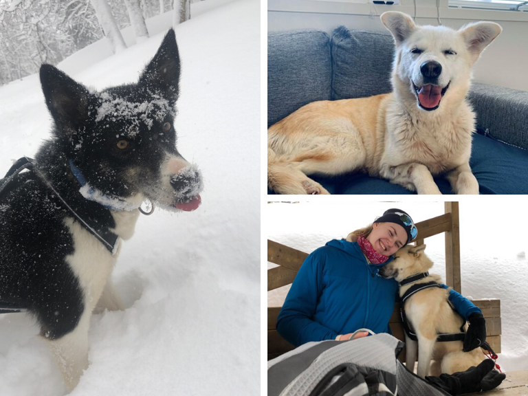 Bringing Paw-sitivity to the Tromsø Community