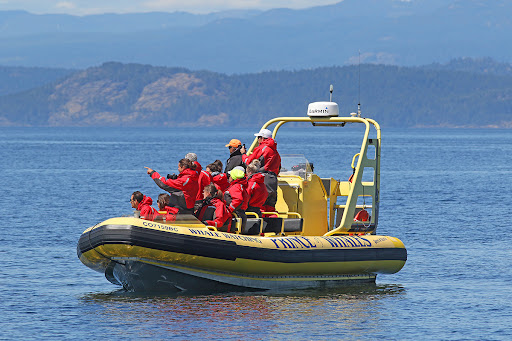An image from whale watching tour offered by Prince of Whales, a customer of Zaui online booking system