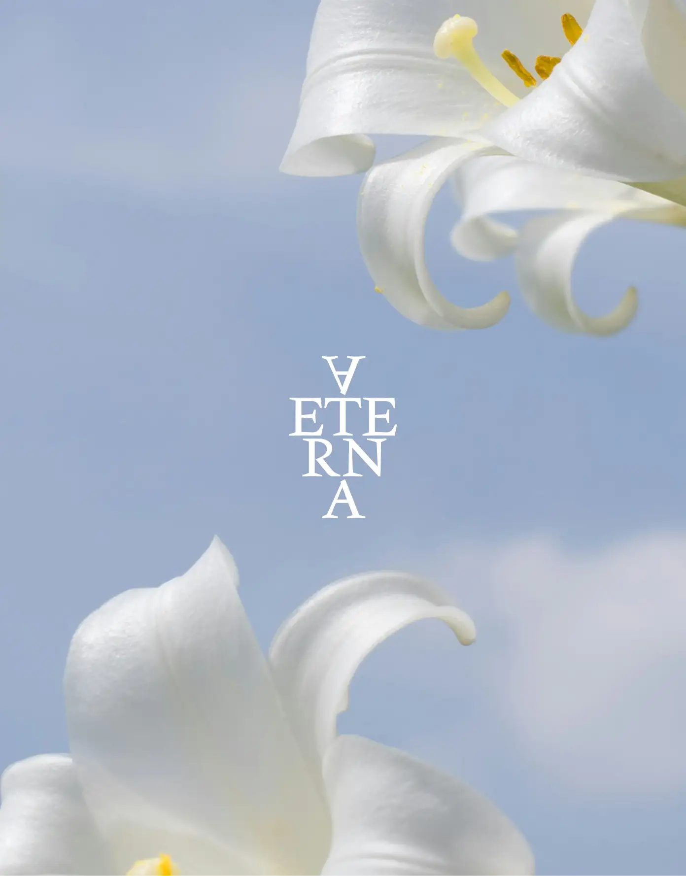 Aeterna infinity monogram over white lily — brand motif
