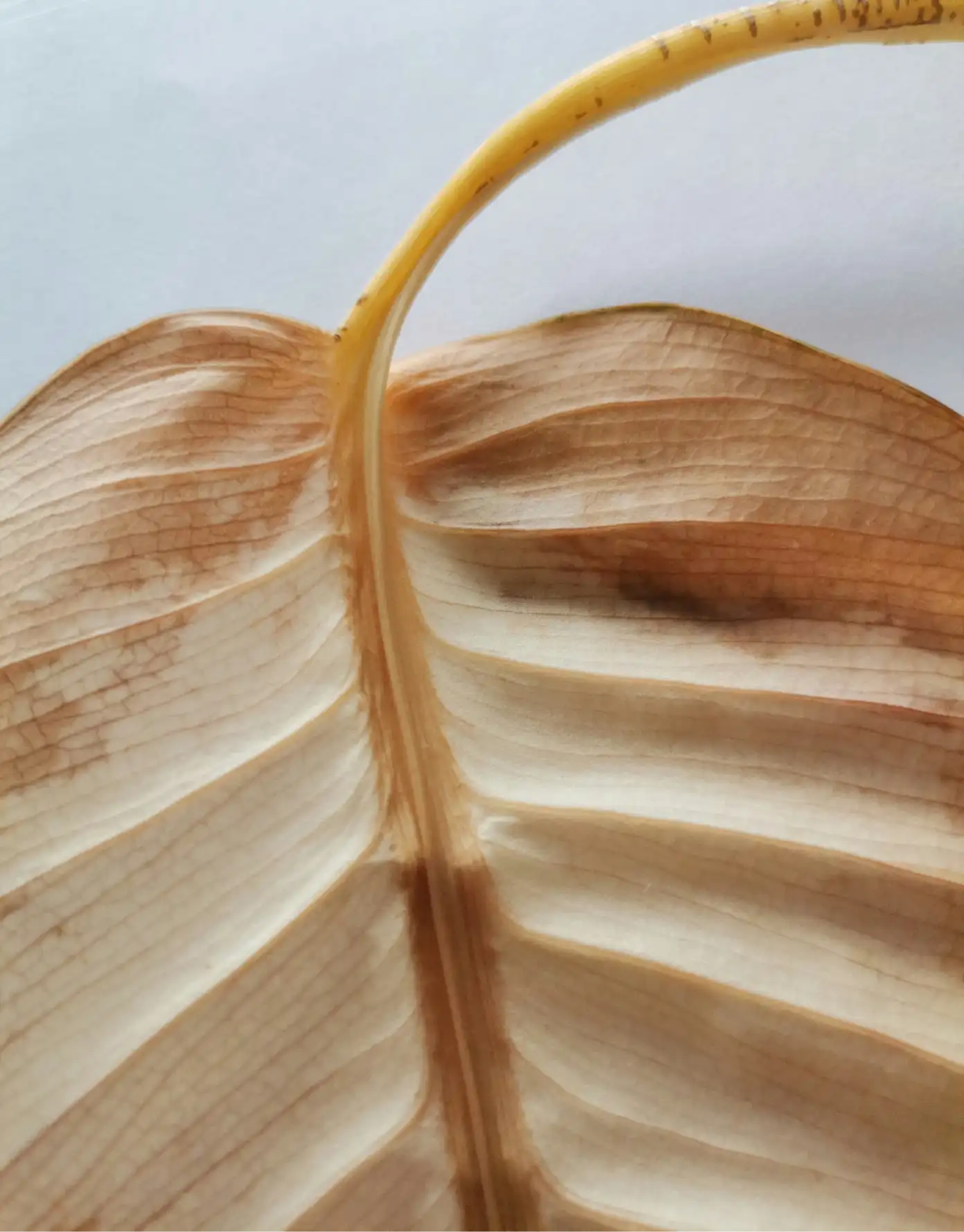 Dried leaf structure — organic brand texture macro