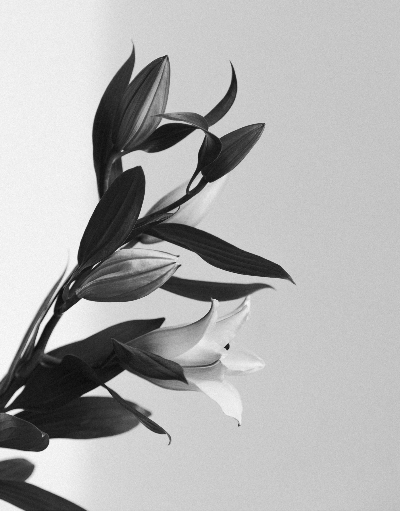 Sevenworlds jewelry brand photography — lily motif