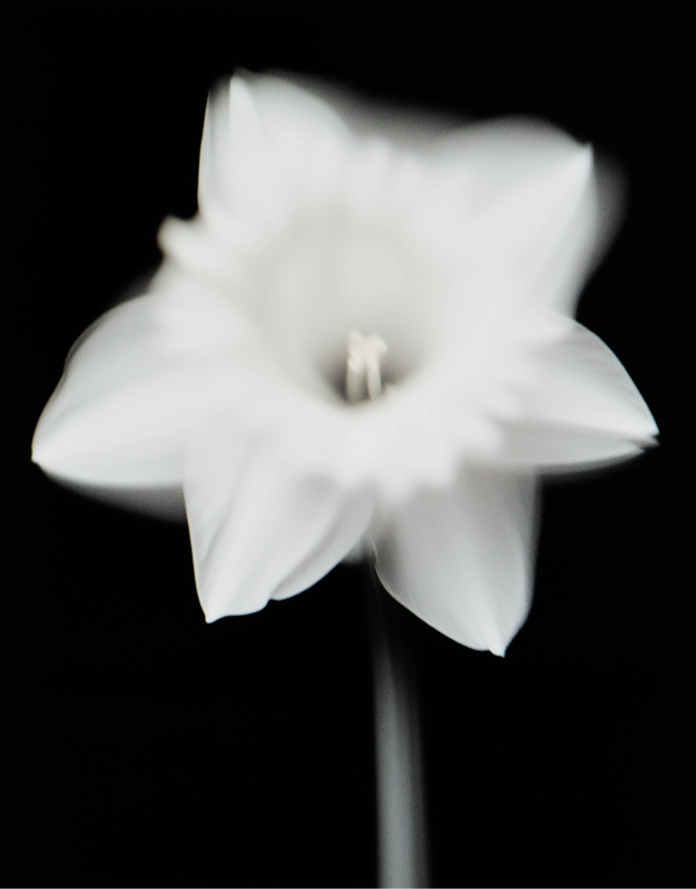Brand photography — soft-focus white flower motif