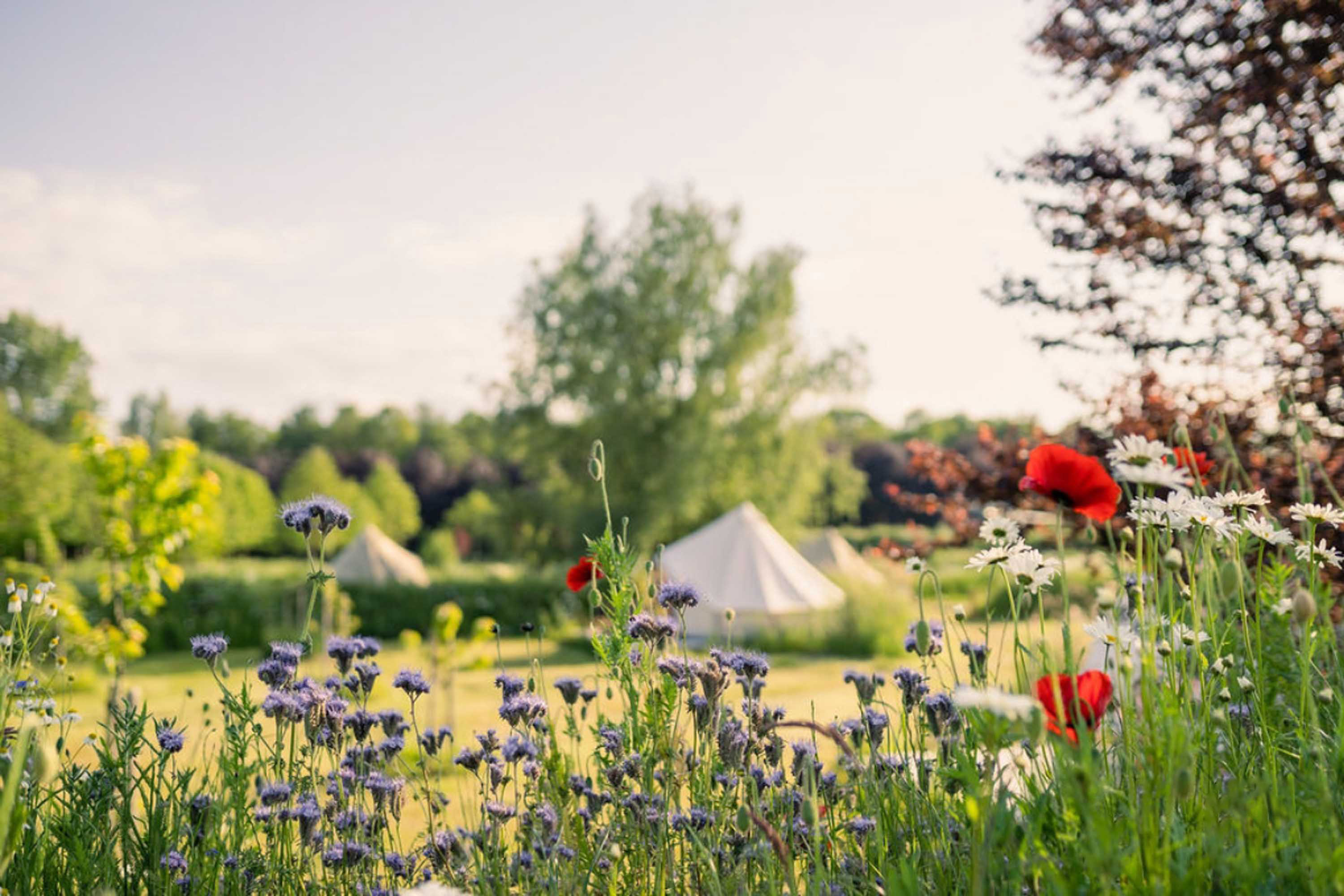 Villblomster i forgrunnen med grønne trær og hvite campingtelt bak under en lys himmel.