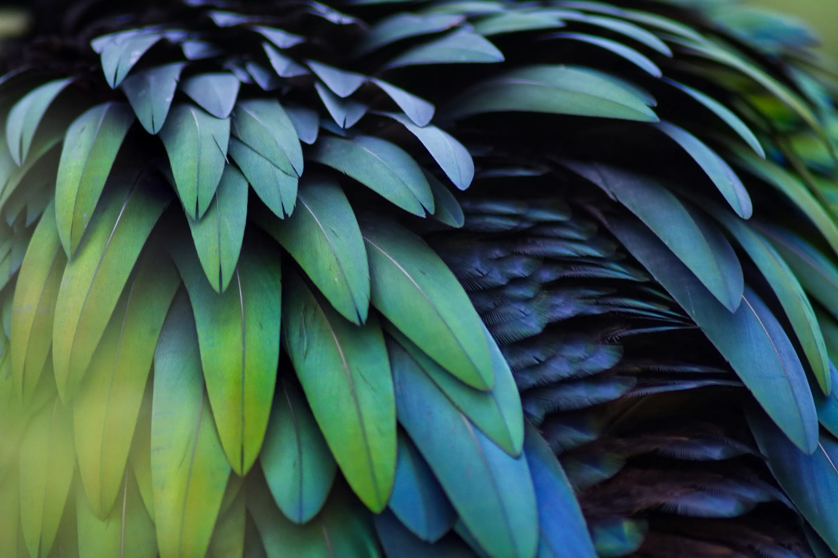 plumes