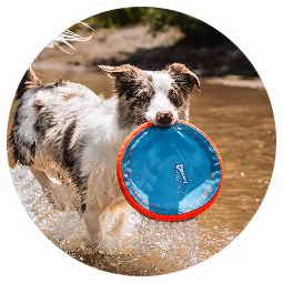 Dog with an object in mouth