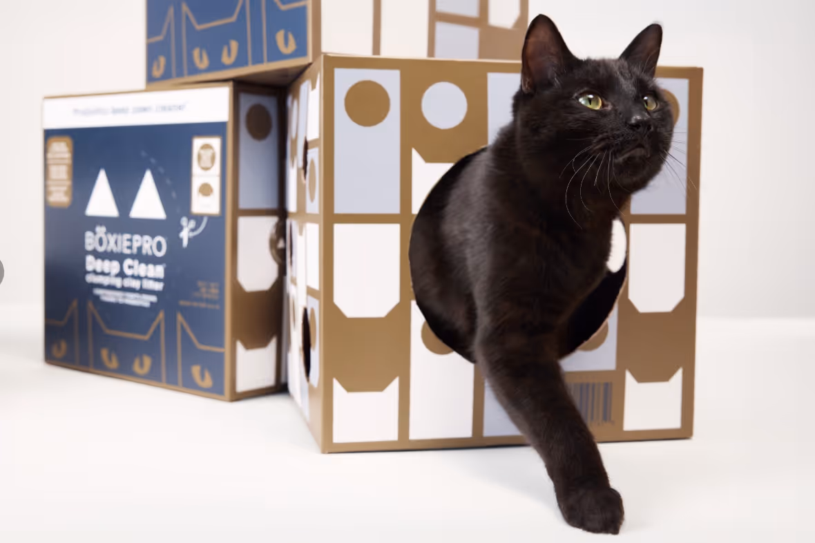 Black cat stepping out of a cardboard box with cat face designs.