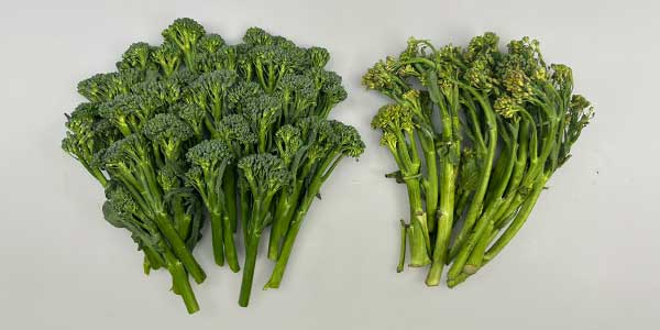 Extending the Shelf Life of Broccoletti with Modified Atmosphere Packaging (MAP)