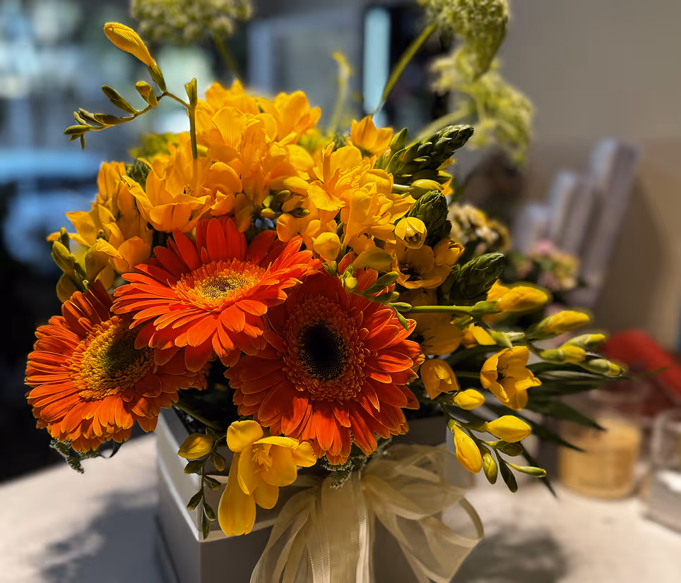 Bouquet with bright orange gerbera daisies and yellow freesia flowers in white box with a bow.