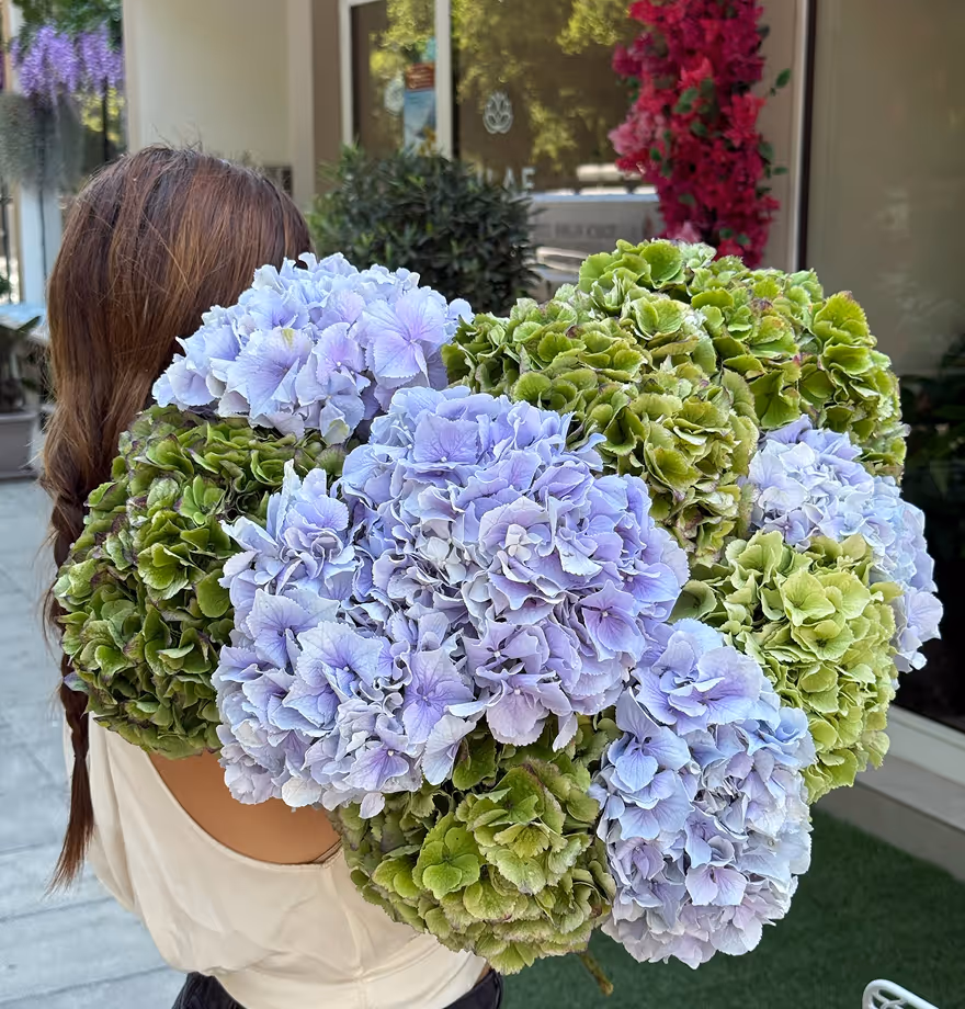 Person holding a large bouquet of blue and green hydrangea flowers outdoors near a building entrance.