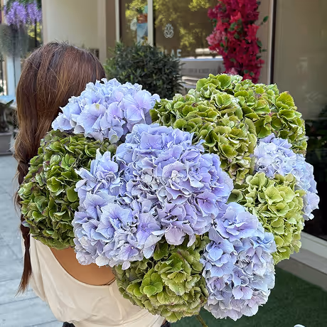 Person holding a large bouquet of blue and green hydrangea flowers outdoors near a building entrance.