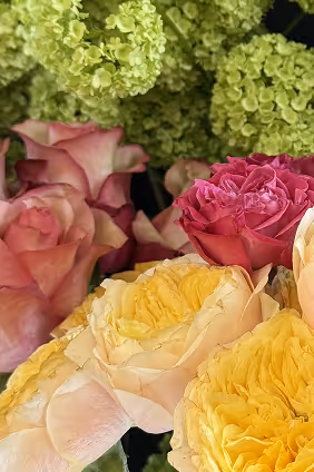 Close-up of yellow, pink, and red roses with green hydrangea flowers.