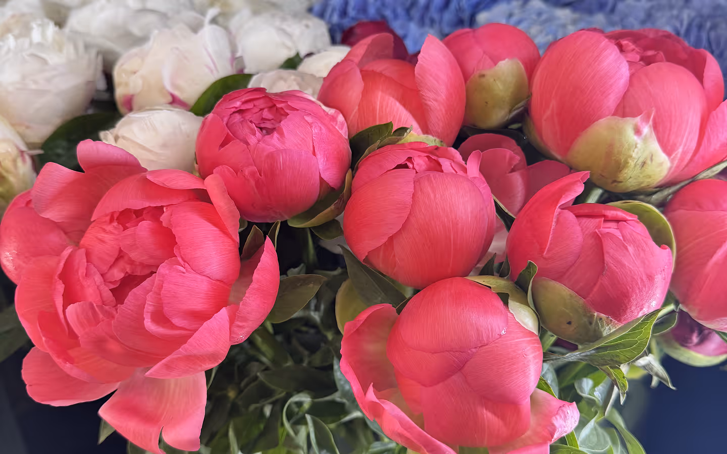 Close-up of bright pink peony flowers with green leaves and blurred white flowers in the background.