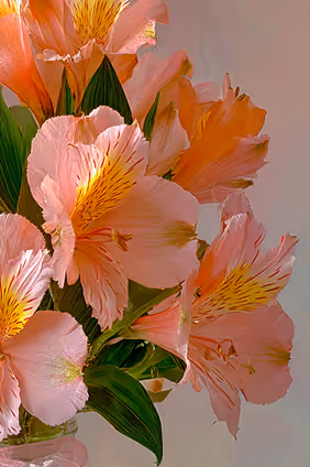 Close-up of pink and orange alstroemeria flowers with green leaves against a plain background.