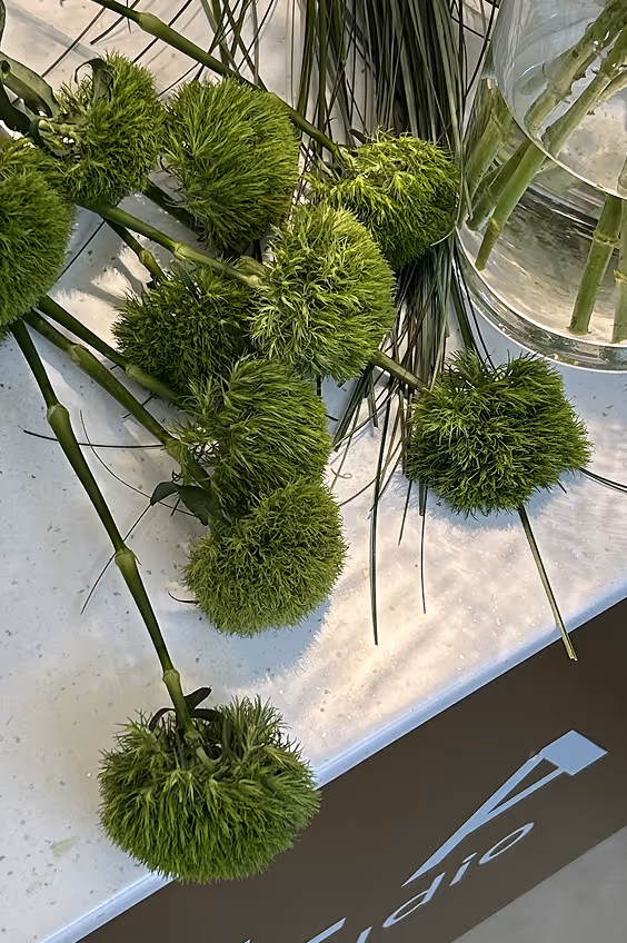 Cluster of green pom-pom flowers with long stems arranged on a white surface near glass vases.